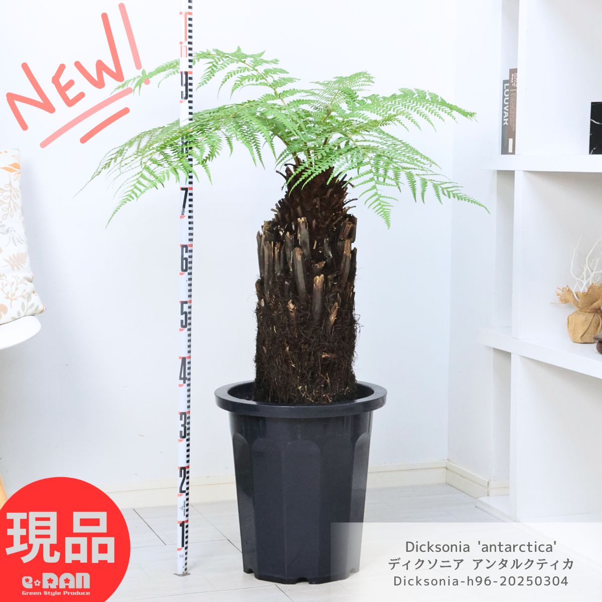 楽天市場】ディクソニア アンタルクティカ(花・ガーデン・DIY 楽天市場】ディクソニア アンタルクティカ(花・ガーデン・DIY