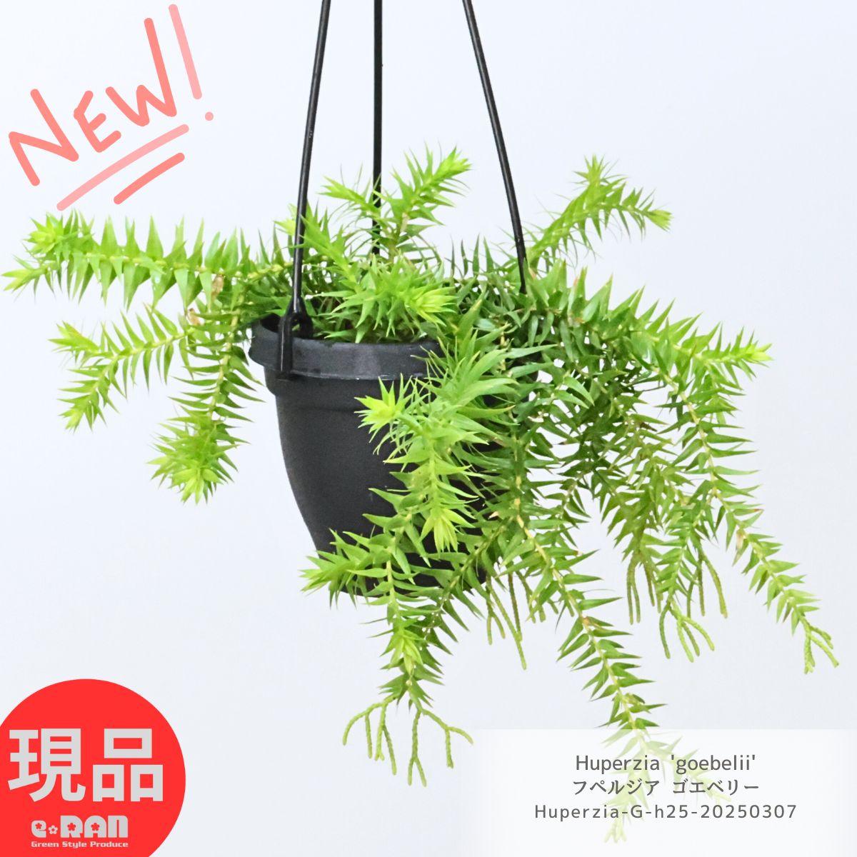 楽天市場】リコポディウム フペルジアの通販 楽天市場】リコポディウム フペルジアの通販
