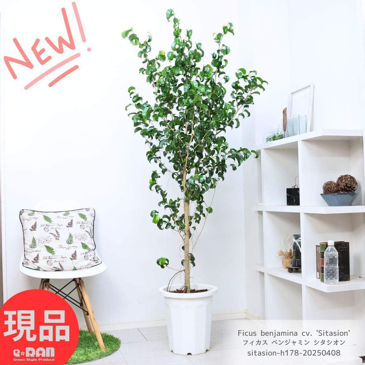 楽天市場】観葉植物 ベンジャミン 10号の通販 楽天市場】観葉植物 ベンジャミン 10号の通販
