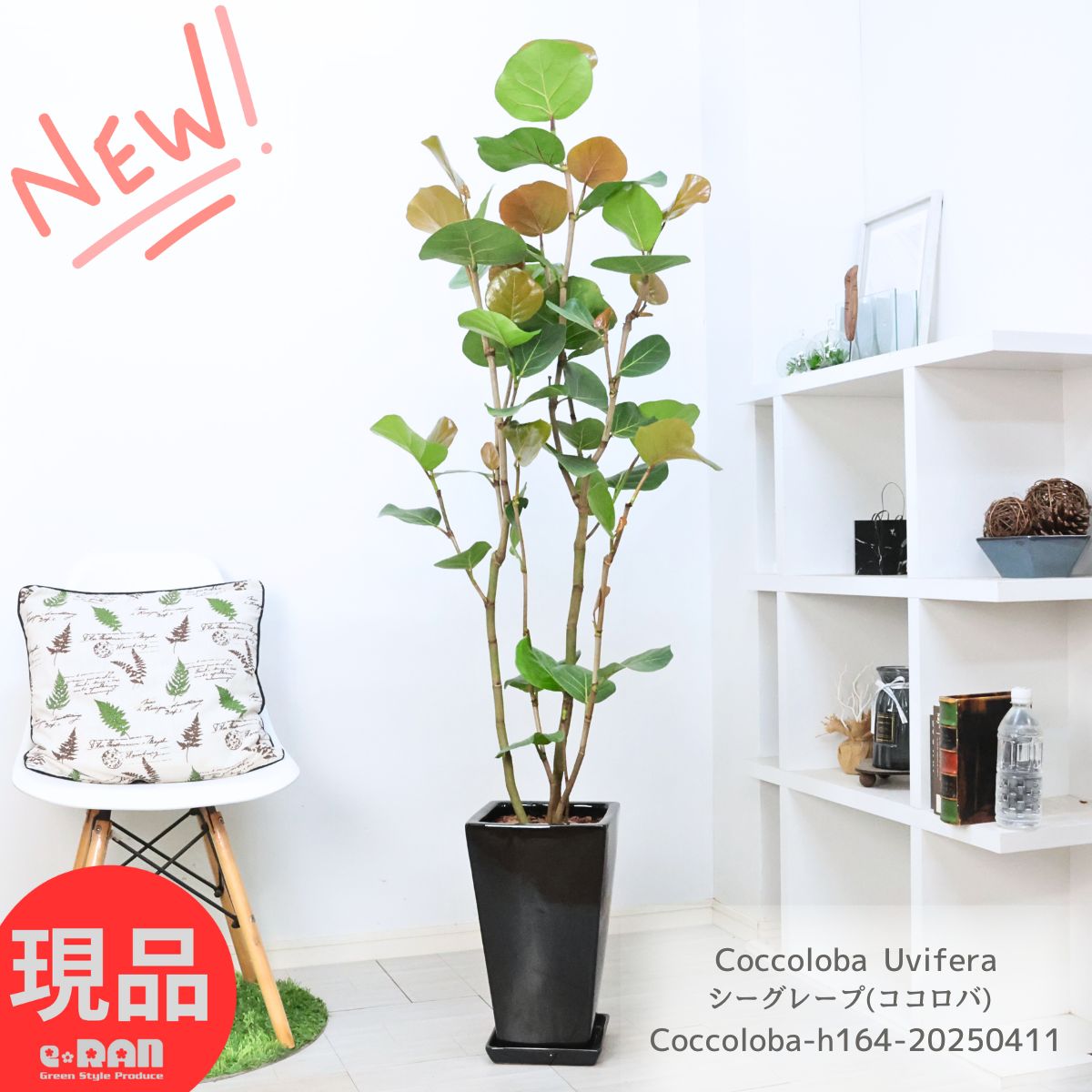 楽天市場】観葉植物(種類(植物)シーグレープ)の通販 楽天市場】観葉植物(種類(植物)シーグレープ)の通販