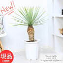 庭木 ユッカ リギダ 10号鉢 高さ約93cm 鹿児島県産 観葉植物 大型 耐寒性 Yucca rigida 鉢植え 地植え リュウゼツラン科 ブルーユッカ シ...
