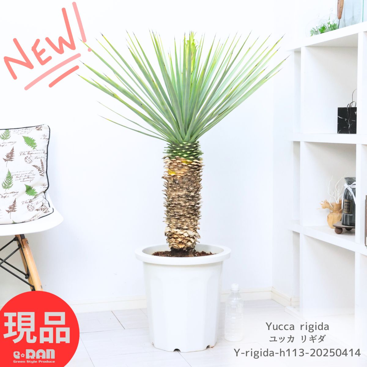 楽天市場】ユッカ ロストラータ(高さ(植物)71 ~ 130.9cm)の通販 楽天市場】ユッカ ロストラータ(高さ(植物)71 ~ 130.9cm)の通販