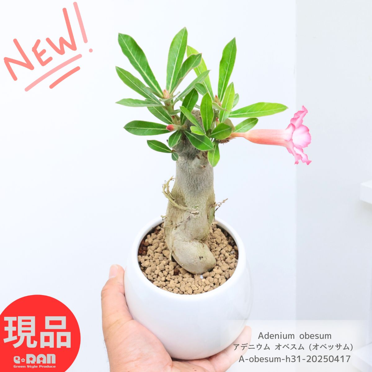 花芽付き アデニウム オベスム (オベッサム) 高さ約31cm 4号サイズ ホワイトバルーン陶器鉢 観葉植物 管理説明書 受皿付き 幹の太い魅力的 砂漠のバラ アデニュウム アデニューム 多肉植物 インテリア 塊根植物 珍奇植物 Caudex コーデックス 【現品発送】のサムネイル