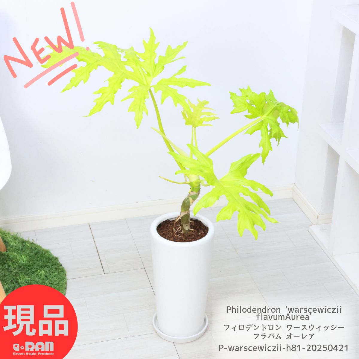 観葉植物 フィロデンドロン ワースウィッシー フラバム オーレア 高さ約81cm 陶器鉢 6号サイズ フィロディンドロン ワルセヴィッチ ワルセウィッチー プレミアムゴールド ヒトデカズラ セローム ゴールドリーフ 乾燥に強い 耐寒性 耐陰性【現品発送】のサムネイル