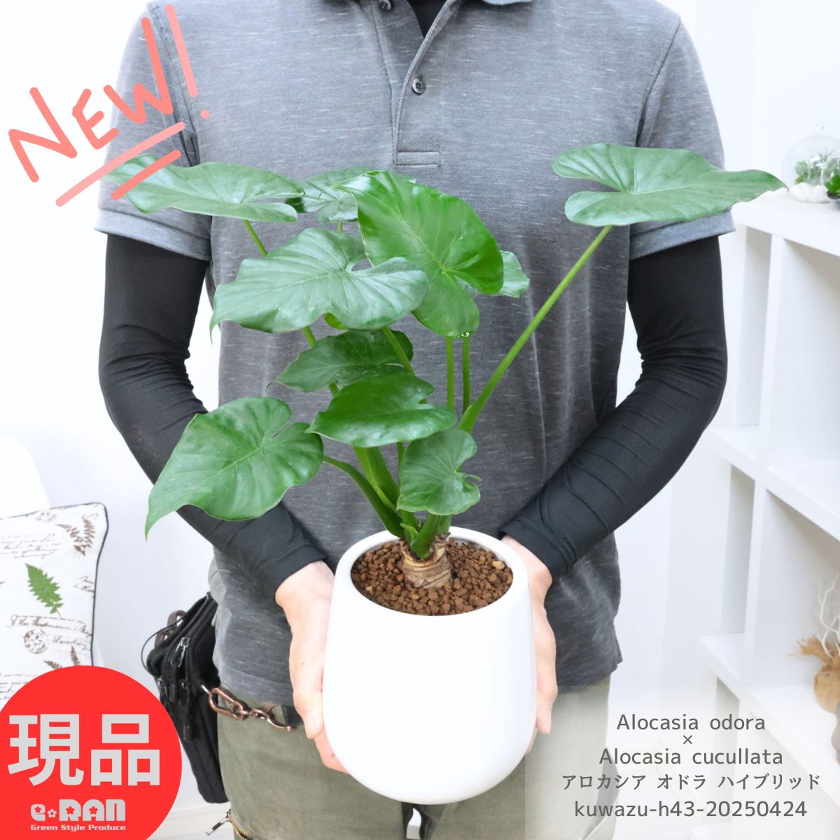 楽天市場】ハート(種類(植物)クワズイモ)(観葉植物|花 楽天市場】ハート(種類(植物)クワズイモ)(観葉植物|花