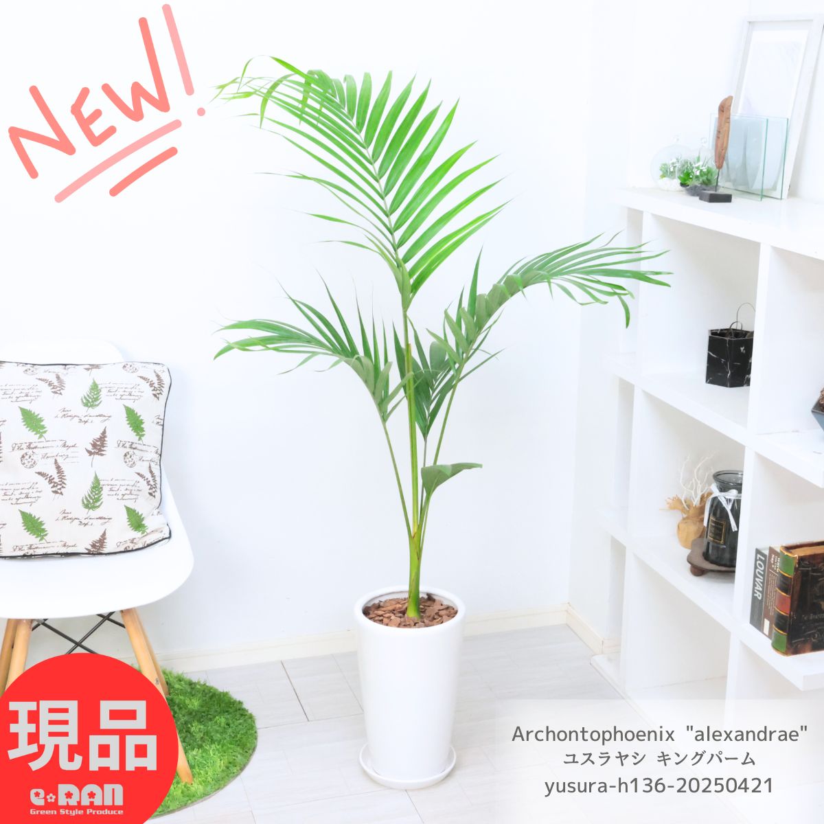 楽天市場】シルバー(種類(植物)ヤシ)(観葉植物|花・観葉 楽天市場】シルバー(種類(植物)ヤシ)(観葉植物|花・観葉