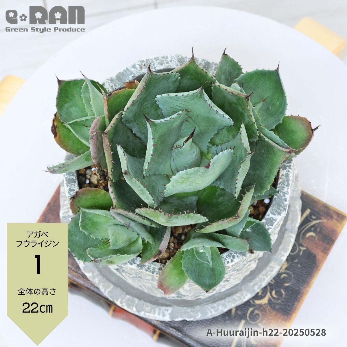 楽天市場】アガベ 風雷神の通販