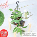 観葉植物 斑入り ホヤ マクロフィラ バリエガータ 5号吊り鉢 ツルの長さ約55cm前後 Hoya macrophylla 'Variegata' 外斑入模様 ...