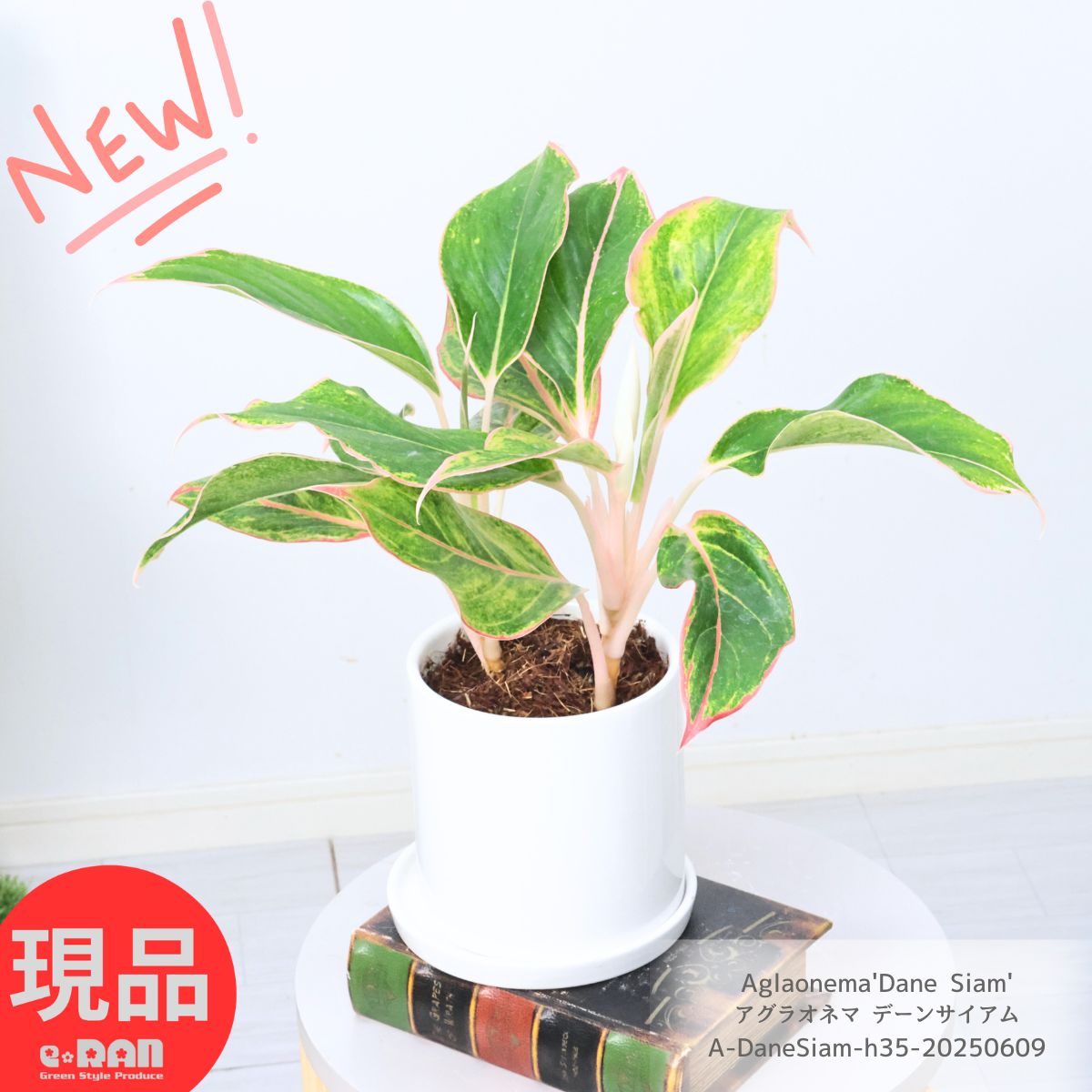 観葉植物 ギフト 父の日 アグラオネマ デーンサイアム 高さ約35cm 陶器鉢 白 4号サイズ 管理