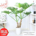 観葉植物 格好良い幹上がり セローム ホープ 高さ約123cm 8号鉢 フィロデンドロン 中型 存在感 エキゾチックな雰囲気 ヒトデカズラ イモ 株立ち 幹上が...