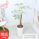 幹の太い パキラ ミルキーウェイ 接木 高さ約100cm 陶器鉢 白 観葉植物 斑入り 極斑 美斑 管理説明書 受皿付き 肥料小袋プレゼント レアな 天の川 フ...