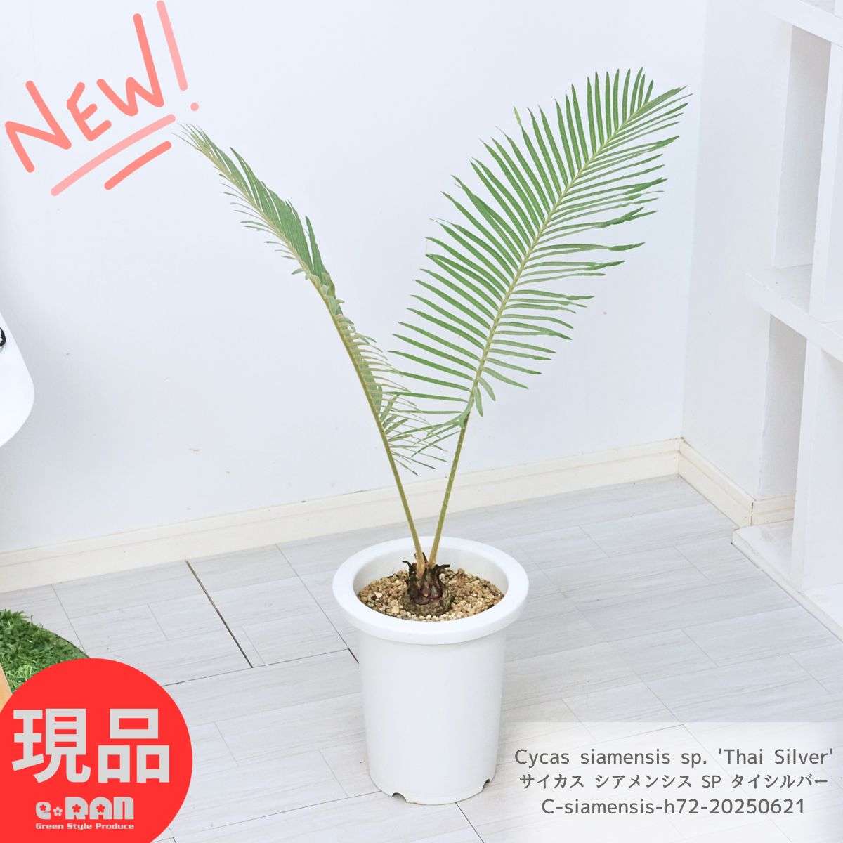 ＼ポイント5倍／サイカス シアメンシス SP タイシルバー 高さ約72cm 7号鉢 観葉植物 入手困難 Cycas siamensis sp. 'Thai Silver' タイ ソテツ 希少種 ガーデニング 南国ムード 記念樹 リゾート 庭木 南国の木 シンボルツリー バルコニー【現品発送】のサムネイル
