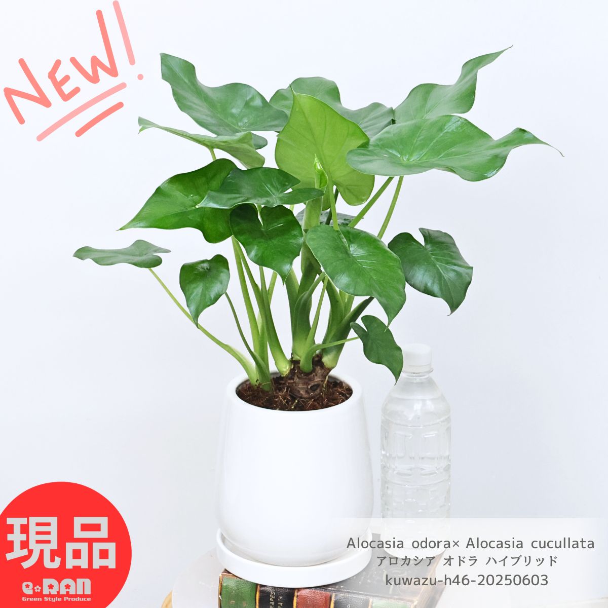 希少 アロカシア オドラ ハイブリッド 高さ約46cm エッグホワイト陶器鉢 5号サイズ 人気のインテリア くわずいも 観葉植物 クワズイモ シマクワズイモ ハート形の葉 出世芋 トトロの傘 送料無料 Alocasia odora×Alocasia cucullata 開店祝い ギフト 小さい 【現品発送】のサムネイル