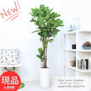 観葉植物 大型 カシワバゴム バンビーノ 高さ約165cm 陶器鉢 9号サイズ 自然樹形 厳選 フィカス リラータ カシワババンビーノ 'bambino' バイ...