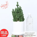 多肉植物 電磁波吸収 セレウスサボテン (セレウスベルヴィアヌス )4号鉢 高さ約32cm 陶器鉢 白 管理説明書 受皿付き 人気の電磁波吸収効果の高いサボテン サボテン 小鉢 テーブルグリーン 小さい鉢 ミニ観葉植物 ミニサボテン【現品発送】