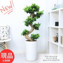 ガジュマル 昇り竜 高さ約125cm 10号サイズ 陶器鉢 観葉植物 大型 厳選 極太 接木 ベビーリーフ 説明書付き 受皿付き 肥料小袋プレゼント 縁起の良い...