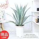 大型 多肉植物 子株付き アガベ アオノリュウゼツラン10号鉢 高さ約98cm Agave americana アガベ アメリカーナ 青の竜舌蘭 センチュリープ...