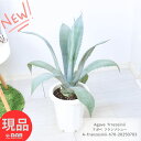 大型 多肉植物 アガベ フランゾシニー 8号鉢 高さ約70cm Agave franzosinii アガベ ビューレリアナ アオノリュウゼツラン アメリカーナに...