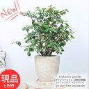 多肉植物 大株トゲナシハナキリン (ユーフォルビア ゲロルディ) 7号サイズ 高さ約59cm エッグセメントポット 観葉植物 花 ガーデン DIY ユーフォルビ...