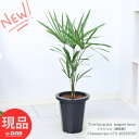 庭木 苗木 寒さに強い ヤシの木 トウジュロ(唐棕櫚) 7号鉢 高さ約73cm チャメロプス オジュロ トウシュロ 観葉植物 希少種 ヤシ ヒメシュロ 姫棕櫚 ...