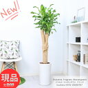 入手困難 極太 幸福の木ドラセナ マッサンゲアナ ブランチ 陶器鉢 高さ約142cm 観葉植物 管理説明書 受皿付き 肥料小袋プレゼント リュウゼツラン Dra...
