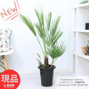 寒さに強い ヤシの木 チャボトウジュロ(矮鶏唐棕櫚) 8号鉢 高さ約108cm チャメロプス 観葉植物 希少種 ヤシ ヒメシュロ 姫棕櫚 屋外OK 庭木 和洋 ...