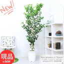 観葉植物 大型 フィカス ベンジャミン シタシオン 10号鉢 高さ約177cm ベンジャミナ カール Ficus benjamina ゴムの木 ギフト お祝い ...