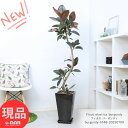 観葉植物 大型 フィカス バーガンディ 高さ148cm 陶器鉢 黒 育てやすい 曲がり樹形 オシャレ モダン 上品なインテリアグリーン クロゴム 黒ゴム ゴムの...