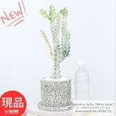 多肉植物 ユーフォルビア ホワイトゴースト セメントポット 高さ46cm 5号サイズ 管理説明書 受皿付き 育て易い 多肉 白い幽霊 白い色 Euphorbia...