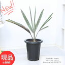 観葉植物 ヤシ ビスマルキア ノビリス 8号鉢 高さ68cm 管理説明書 肥料小袋プレゼント シルバーリーフ ビスマルクヤシ Bismarckia nobilis 植物 ヤシの木 耐寒性 ビスマルク 庭木 ドライガーデン ロックガーデン【現品発送】