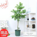果樹 大型 沢山の実付き タヒチライム 10号鉢 168cm 果物 鉢植え 観葉植物 ガーデン DIY ガーデニング ライム ミカン 大果 自家結実性 実の生るサイズ 柑橘 白い花 果実 自家製ライム キッチンハーブ ビタミンC クエン酸 果樹 庭植え 観賞用【現品発送】