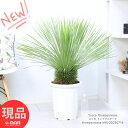 庭木 希少 幹太 ユッカ トンプソニアーナ 10号鉢 高さ約95cm 幹立ち 観葉植物 大型 耐寒性 トンプソニア Yucca thompsoniana 鉢植え 地植え 白銀の葉ドライガーデン リゾート シンボルツリー ドライガーデン ロストラータ 近縁種 リュウゼツラン 男前 【現品発送】