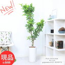 観葉植物 大型 ガジュマル 高さ約157cm ラウンド陶器鉢 白 9号サイズ がじゅまる ガジュマルの木 フィカス 育てやすい植物 風水 鉢植え 多幸の木 榕樹...
