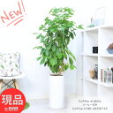 観葉植物 大型 花芽付き コーヒーの木 陶器鉢 白 高さ約140cm 9号サイズ アラビカ種 実付きの良い 優良個体 アラビカコーヒーノキ 厳選 Coffea arabica スタイリッシュ ガーデン DIY カフェ シンボルツリー 新築祝い 事務所移転祝い 開店祝い【現品発送】