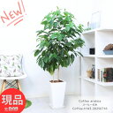観葉植物 大型 花芽付き コーヒーの木 陶器鉢 白 高さ約143cm 9号サイズ アラビカ種 実付きの良い 優良個体 アラビカコーヒーノキ 厳選 Coffea arabica スタイリッシュ ガーデン DIY カフェ シンボルツリー 新築祝い 事務所移転祝い 開店祝い【現品発送】