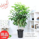 厳選優良個体 花芽実付き コーヒーの木 高さ約159cm 10号鉢 実付の良い アラビカ種 管理説明書 受皿付 観葉植物 花 肥料小袋プレゼント Coffea arabica 耐陰性 室内 アラビカ 大型 コーヒー豆 コーヒーチェリー 実 収穫【現品発送】