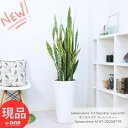 大型 サンスベリア ローレンティー 高さ147cm 10号サイズ陶器鉢 観葉植物 白 ビッグサイズ サンセベリア ツツチトセラン シンボルツリー 育てやすい 多...