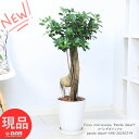 観葉植物 希少種 コパンダガジュマル 気根仕立 接木 高さ約96cm 8号鉢 多幸の木 極太 パンダガジュマル ドワーフ がじゅまる 矮性種 精霊 マルバガジュマル キムジナー 我樹丸 結婚祝い 新築祝い 厳選【現品発送】