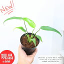 観葉植物 モンステラsp バールマルクスフレーム 4号鉢 白 高さ約25cm前後 Monstera sp 'Burle Marxs Flame' ディラセラータ...