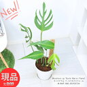 観葉植物 モンステラsp バールマルクスフレーム 8号鉢 白 高さ約80cm前後 Monstera sp 'Burle Marxs Flame' ディラセラータ...