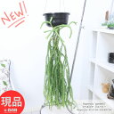 観葉植物 吊るす フペルジア ゴエベリー 6号吊り鉢 黒 全体約128cm前後 植物の長さ約63cm前後 Huperzia 'goebelii' リコポディウム フレグマリウルス 小さい植物 小葉 トゲトゲした葉 キッチン おしゃれ 空間インテリア インドアプランツ シダの仲間 着生シダ【現品発送】
