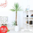 観葉植物 大型 子株付き 幹太 ユッカ アロイフォリア 10号鉢 高さ約158cm 管理説明書 受皿付き 希少種 ユッカ ドライガーデン アメリカンスタイル セ...