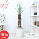 庭木 希少 ユッカ リギダ 12号鉢 高さ約122cm 鹿児島県産 観葉植物 大型 耐寒性 Yucca rigida 鉢植え 地植え リュウゼツラン科 ブルーユ...