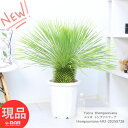 庭木 希少 幹太 ユッカ トンプソニアーナ 10号鉢 高さ約92cm 幹立ち 観葉植物 大型 耐寒性 トンプソニア Yucca thompsoniana 鉢植え...