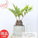 ヒロハザミア ダブルヘッド 高さ46cm クラックセメントポット 6号サイズ おしゃれ ソテツ 観葉植物 メキシコソテツ ザミア・フルフラケア プミラ メキシコ...