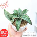 超希少種 子株付き サンスベリア クレオパトラ 高さ約21cm 陶器鉢 4号サイズ 多肉植物 受皿付 肥料小袋プレゼント 花 ガーデン DIY 観葉植物 空気清...