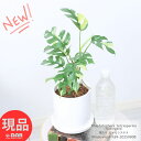 観葉植物 斑入り ヒメモンステラ 高さ約39cm前後 陶器鉢 白 受皿付き 4号サイズ 姫モンステラ サトイモ科 ラフィドフォラ属 Rhaphidophora tetrasperma 'Variegata' ラフィドフォラ テトラスペルマ バリエガータ Window leaf 穴の開いた葉 南国風 ミニ観葉【現品発送】