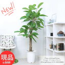 珍しい 観葉植物 大型 ゴムの木 フィカス アフリカンプリンス 10号鉢 高さ172cm スタンダード樹形 アフリコン プリンス トリコボタ 流通の少ない カシワバゴムに似ている Ficus AfricanPrince 希少種【現品発送】