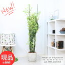 \ポイント2倍/観葉植物 大型 ペディランサス ダイギンリュウ (大銀龍) 高さ約154cm エッグセメントポット 8号サイズ 大銀竜 銀竜 ティティマロイデス リボンカクタス ジグザグプランツ デビルズバックボーン 商売繁盛の木 大株【現品発送】