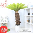 観葉植物 庭木 大型 幹太 ソテツ 10号鉢 高さ約135cm (蘇鉄・そてつ) ガーデニング 縁起物 南国ムード 記念樹 リゾート 庭 根強い人気 屋外で管理...